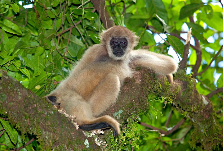 Macaco Muriqui e demais animais da RPPN