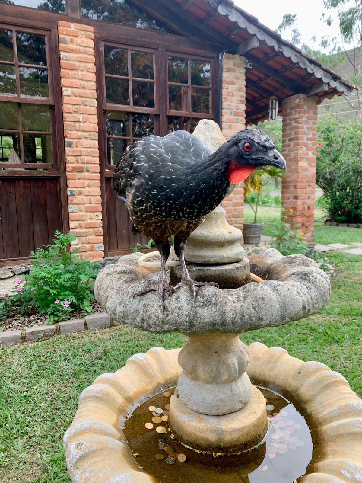 Pousada Jacutinga