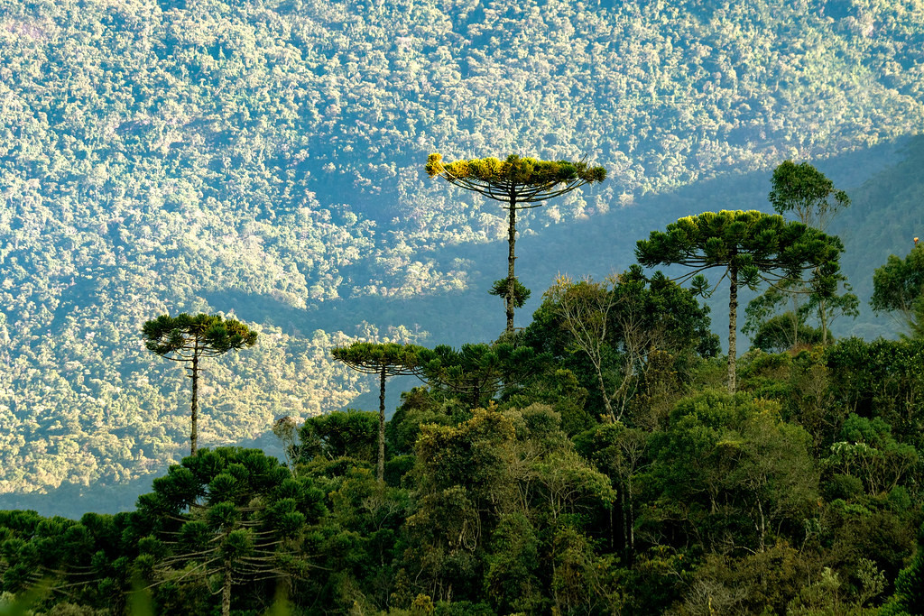 Araú Turismo